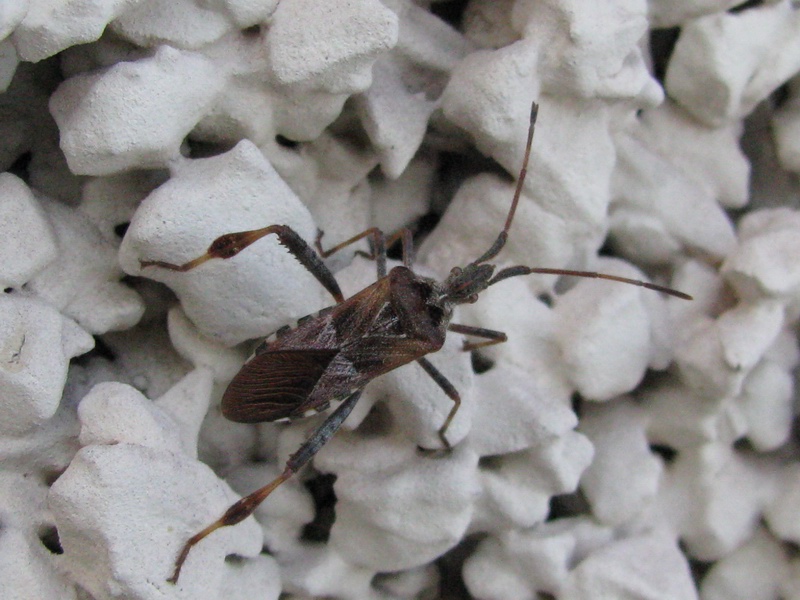 Da determinare:  Leptoglossus occidentalis, l''intruso
