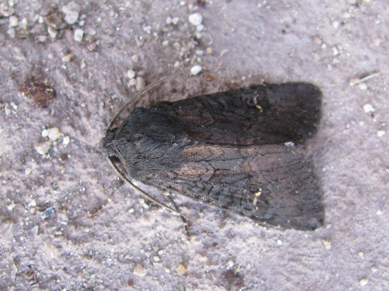 Aporophyla (Phylapora) nigra