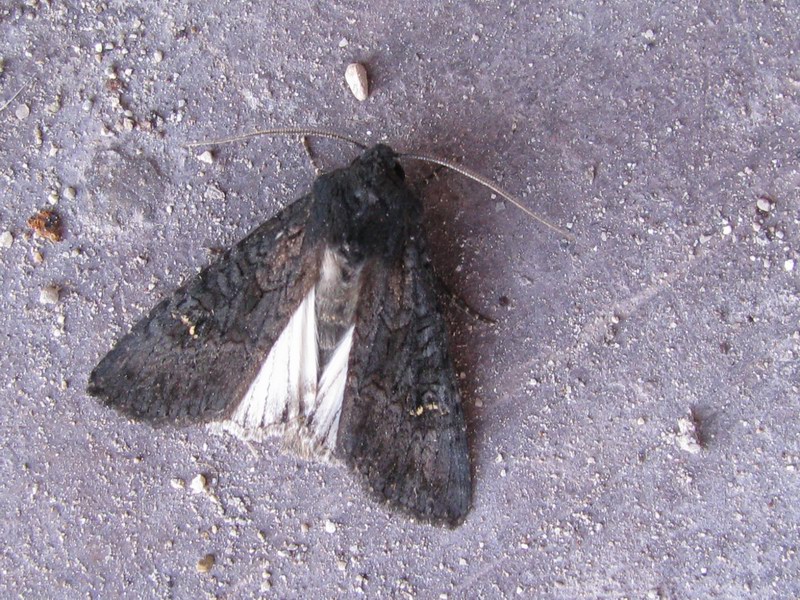 Aporophyla (Phylapora) nigra