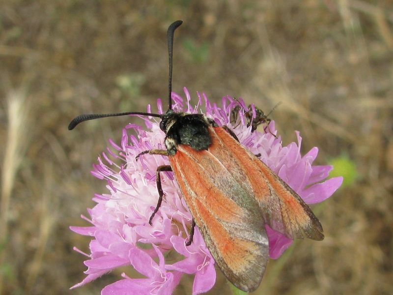 Zygaena da determinare