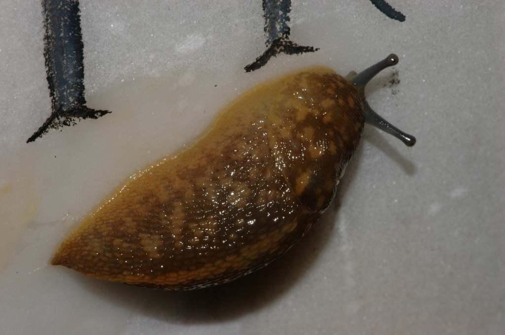 Limacus flavus sulle isole d''Ischia e Procida (NA)