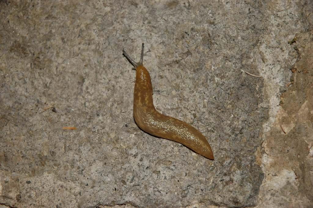 Limacus flavus sulle isole d''Ischia e Procida (NA)