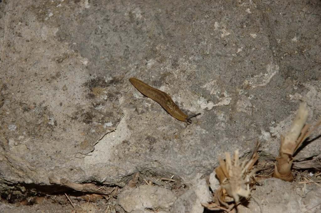 Limacus flavus sulle isole d''Ischia e Procida (NA)