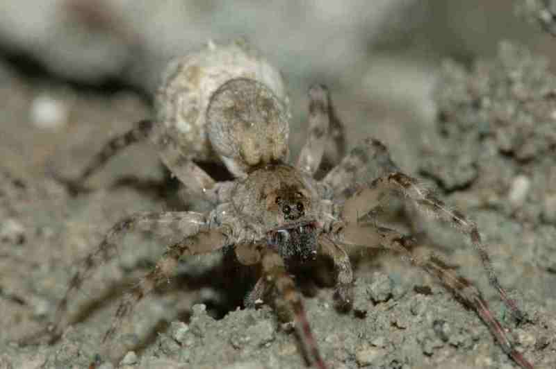 Arctosa sp.