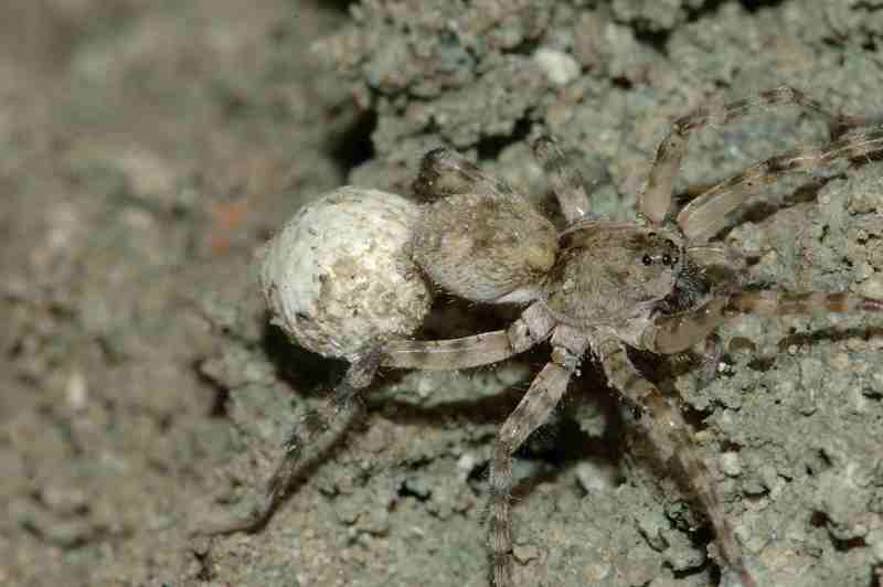 Arctosa sp.