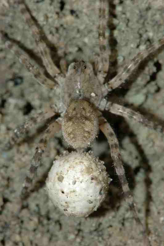 Arctosa sp.