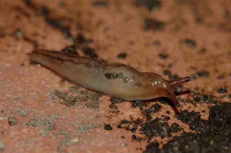 Limacus flavus e Lehmannia a Napoli