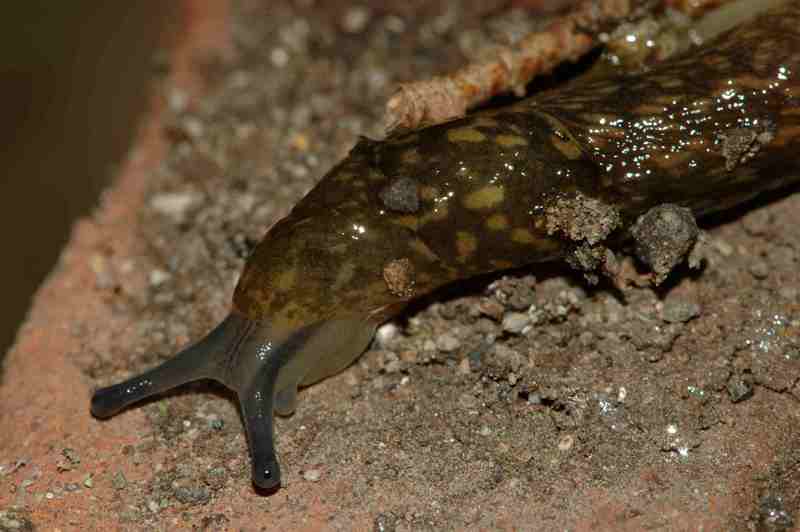 Limacus flavus e Lehmannia a Napoli