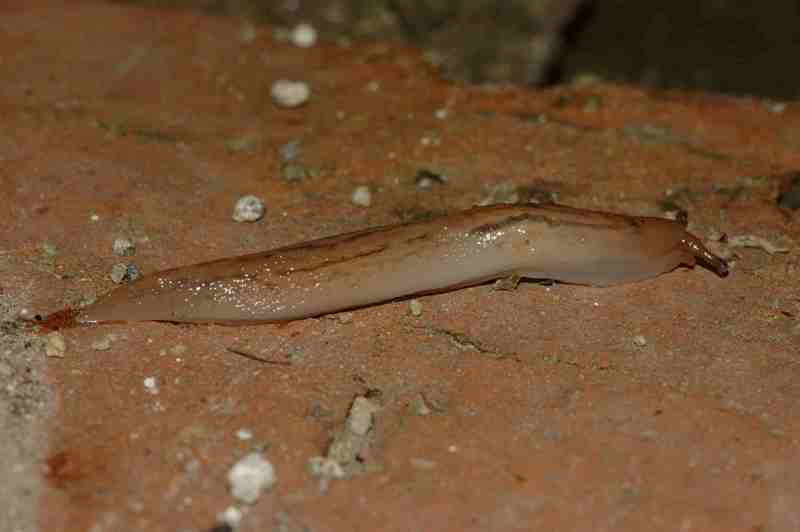 Limacus flavus e Lehmannia a Napoli