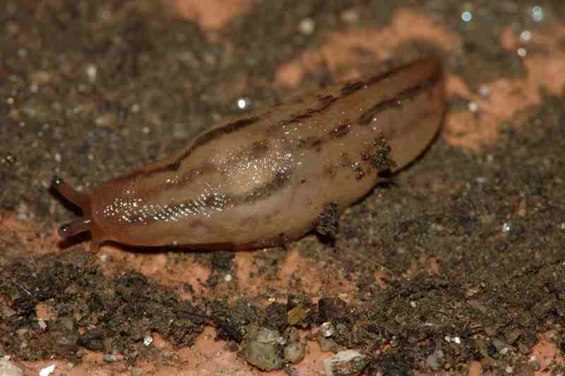 Limacus flavus e Lehmannia a Napoli