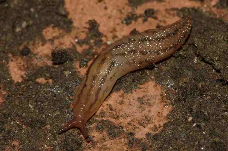 Limacus flavus e Lehmannia a Napoli