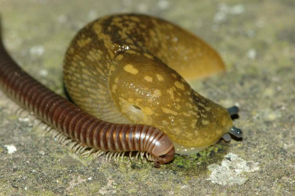 Foto di Limacus flavus da Procida (NA)