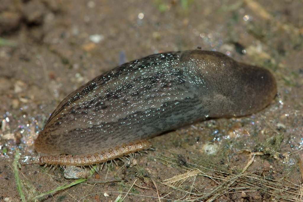 Limax da Baia Murena - Cellole (CE)