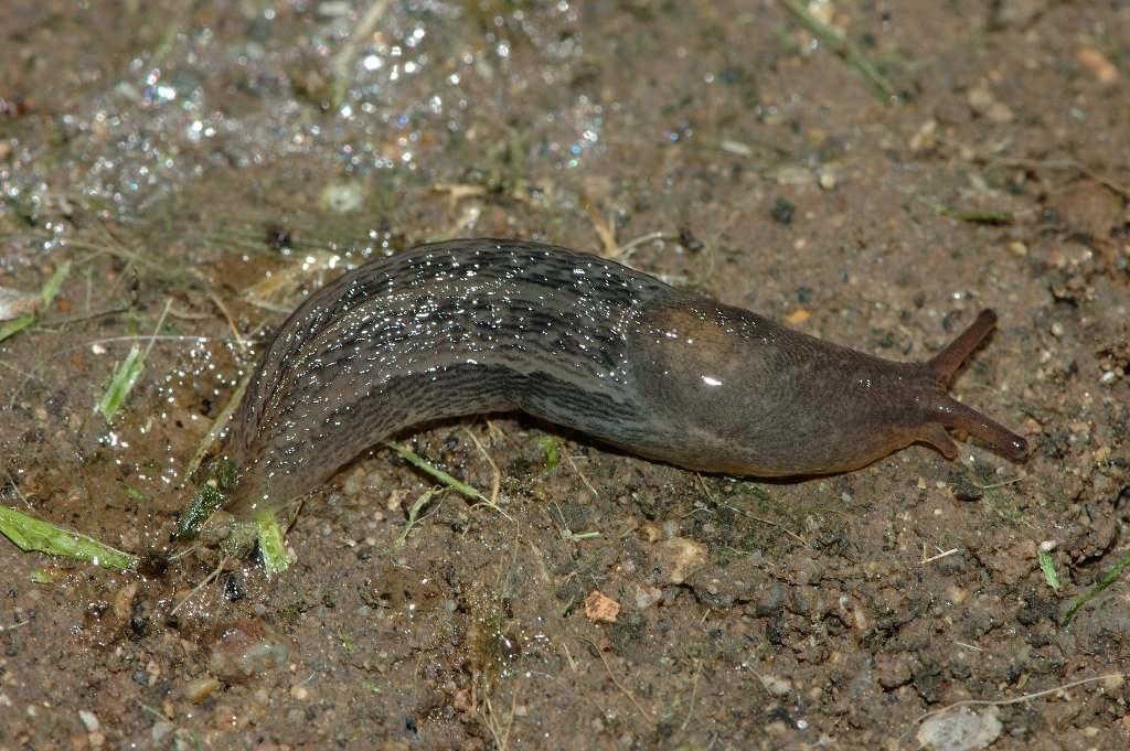 Limax da Baia Murena - Cellole (CE)