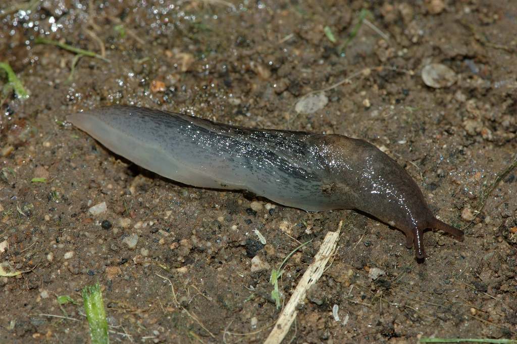 Limax da Baia Murena - Cellole (CE)