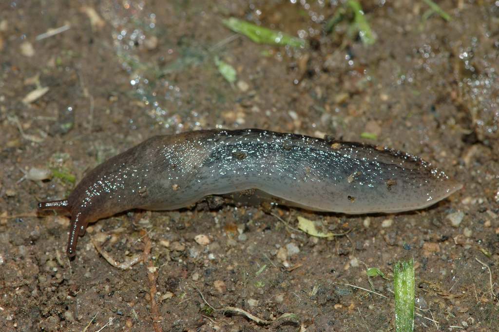 Limax da Baia Murena - Cellole (CE)