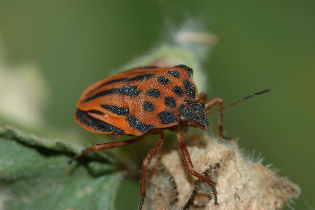 Pentatomidae: Graphosoma semipunctatum dell''isola Nisida