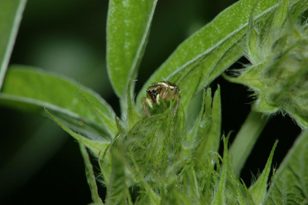 Heliophanus sp. e Cyrtophora citricola 