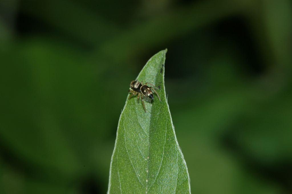Heliophanus sp. e Cyrtophora citricola 
