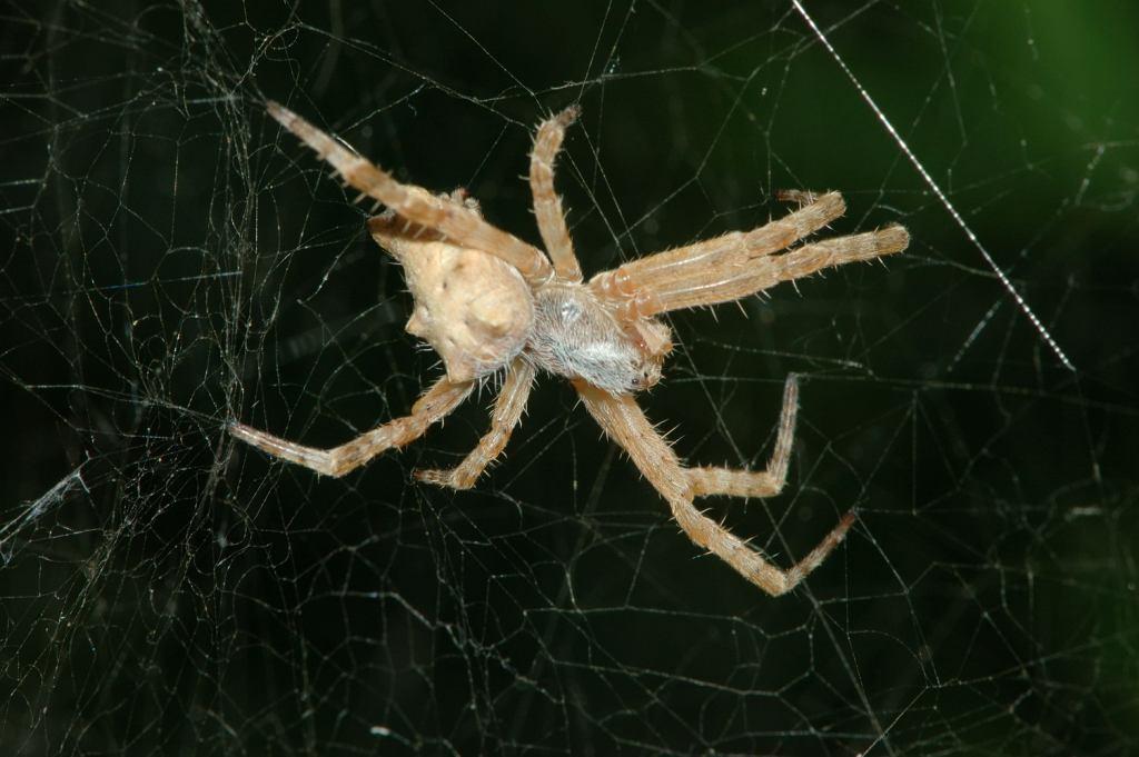 Heliophanus sp. e Cyrtophora citricola 