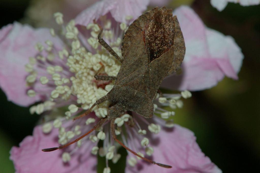 Coreidae: Coreus marginatus di Nisida (Napoli)