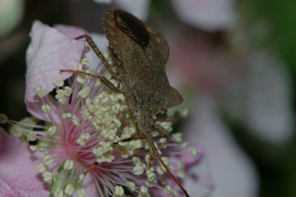 Coreidae: Coreus marginatus di Nisida (Napoli)