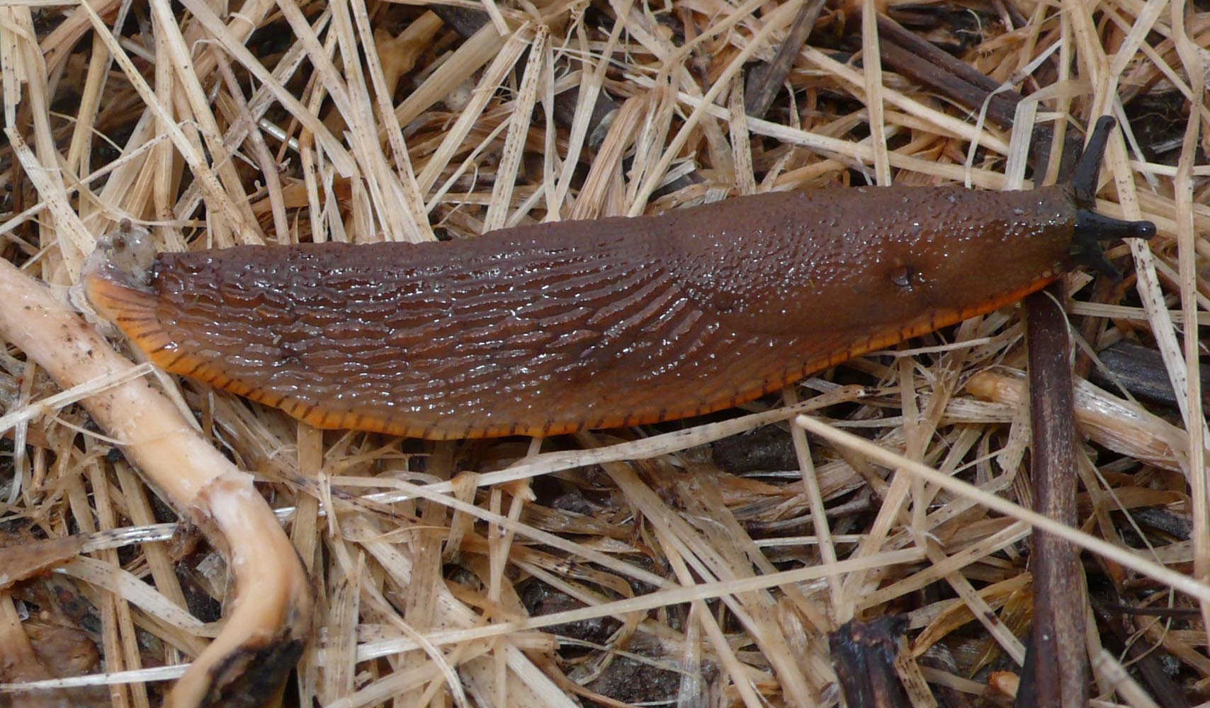 Arion sp.