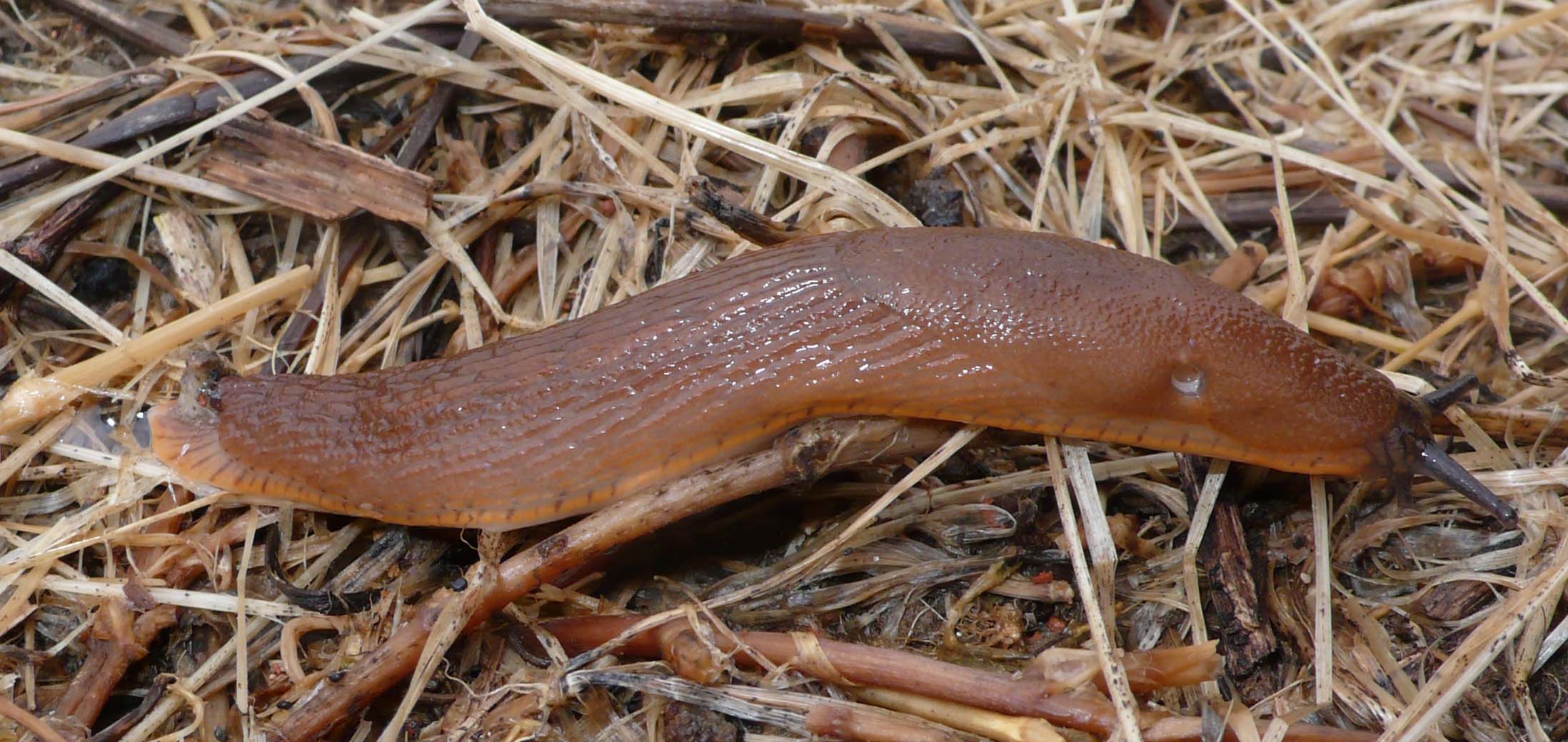 Arion sp.