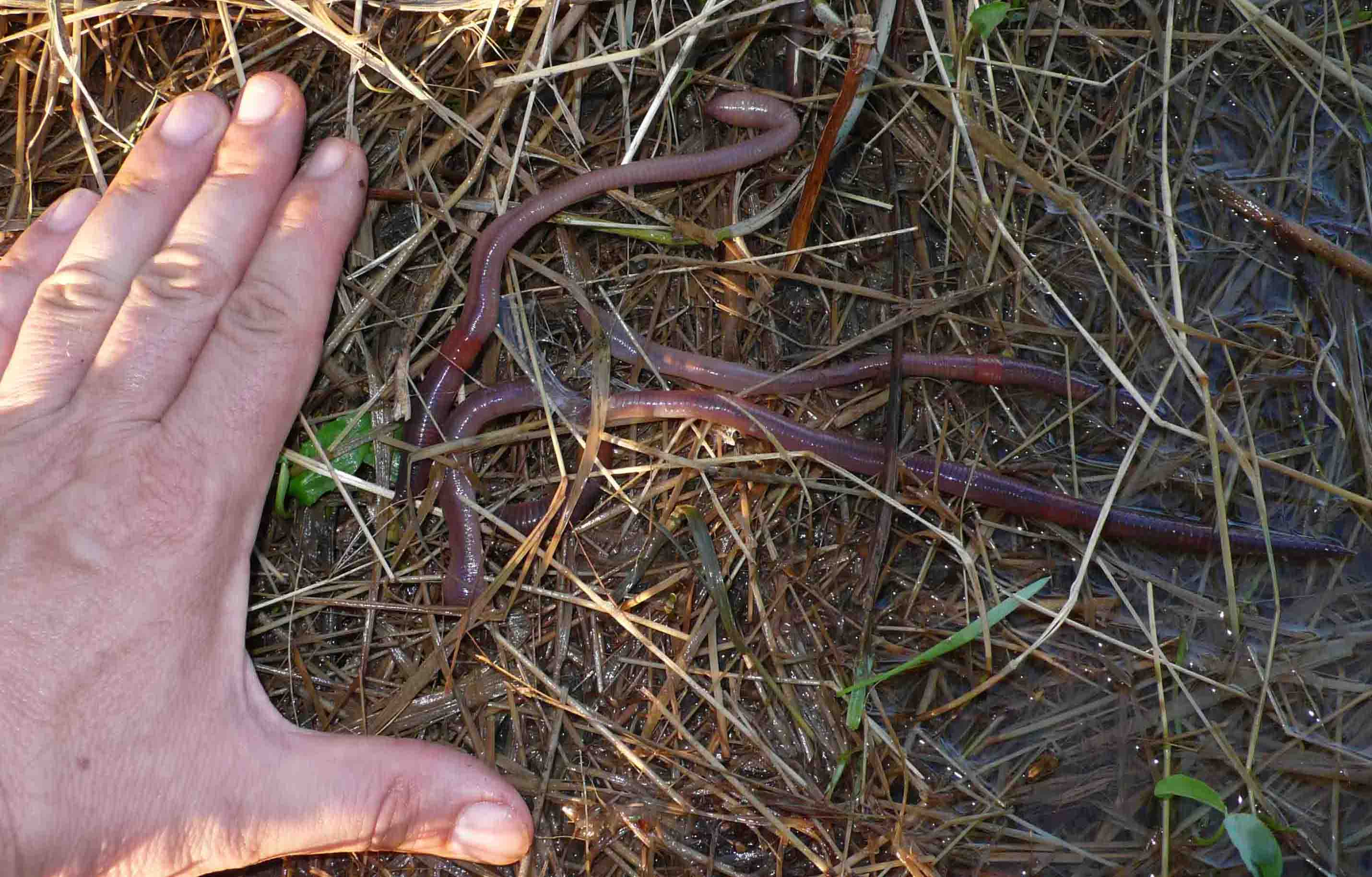 Lombrichi Lumbricus terrestris