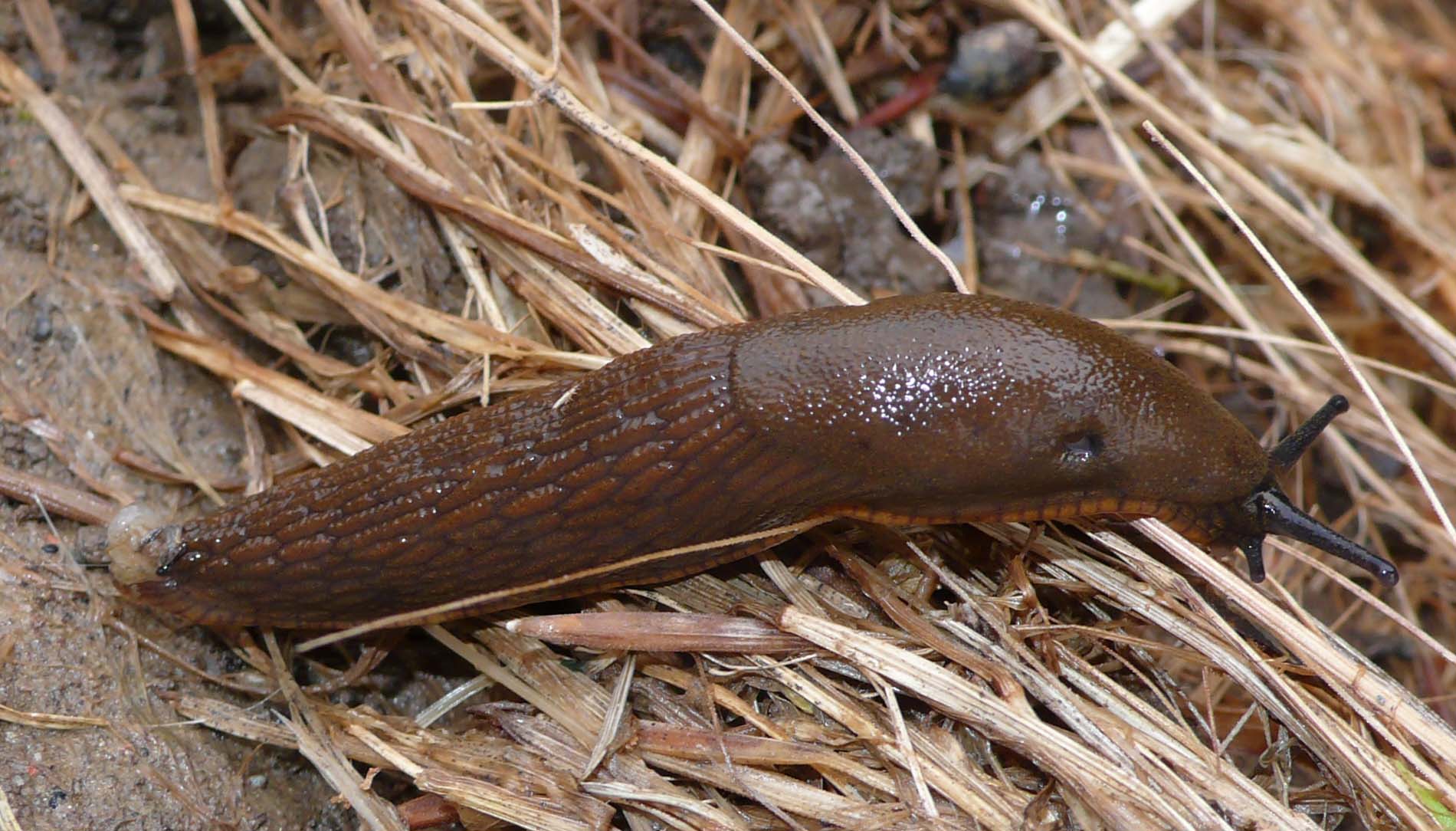 Arion sp.
