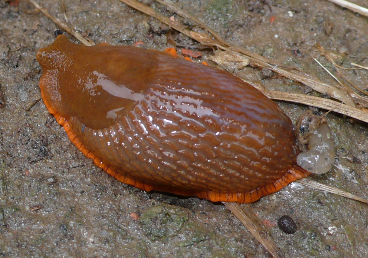 Arion sp.