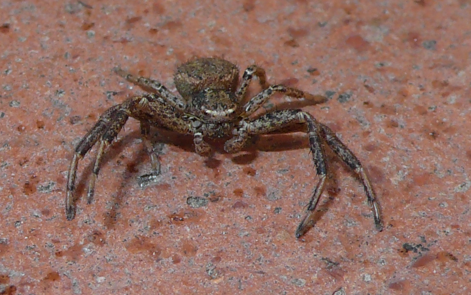 Xysticus sp.