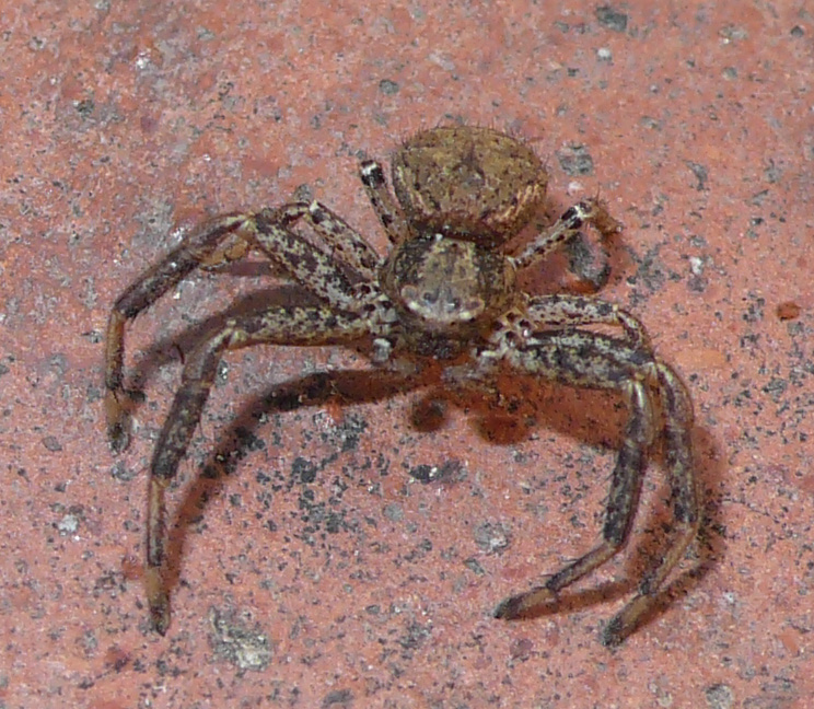 Xysticus sp.