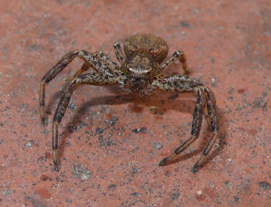 Xysticus sp.