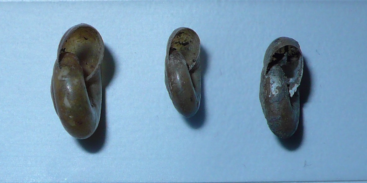 Censimento: Oxychilus?