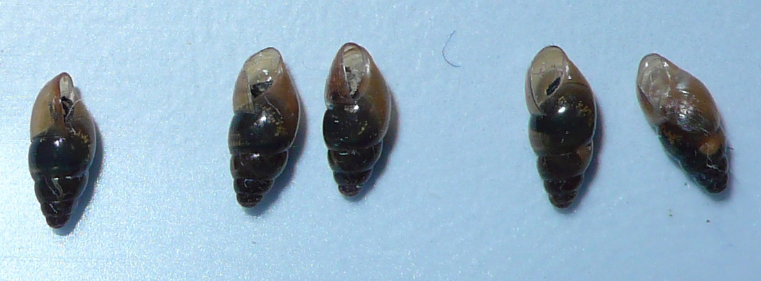 micro chioccioline