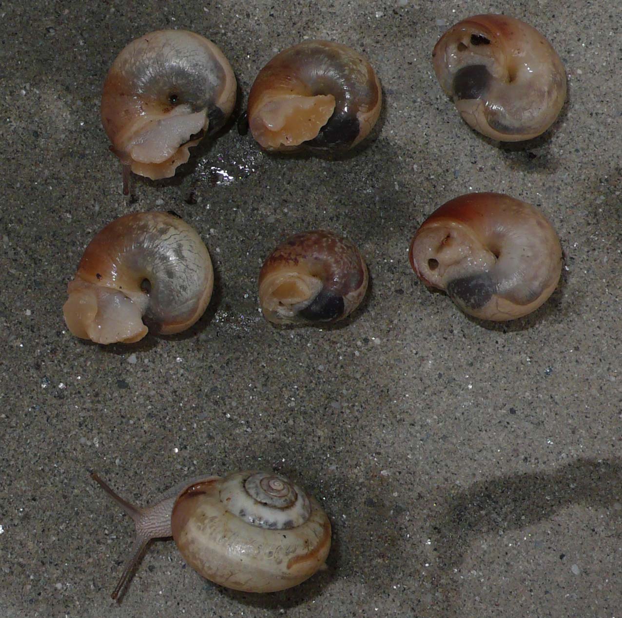 Monacha sp.