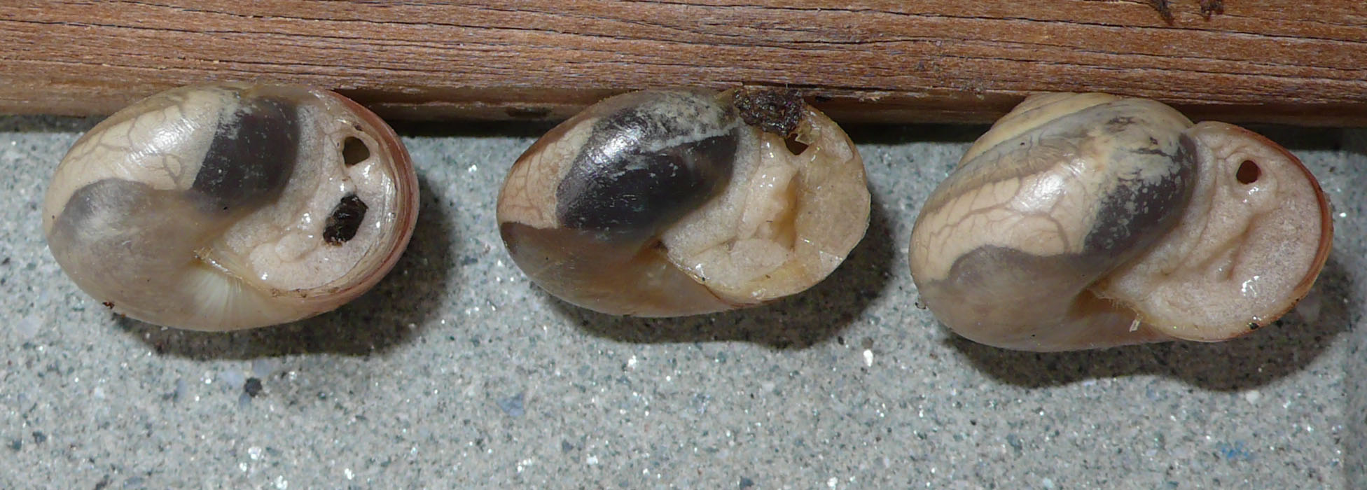 Monacha sp.