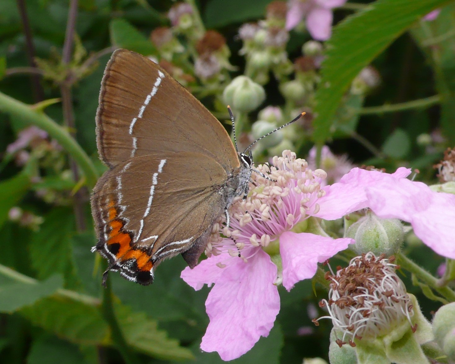 Era a Dovera - Satyrium w-album