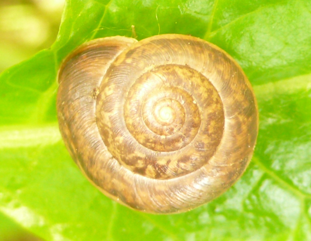 Euomphalia strigella