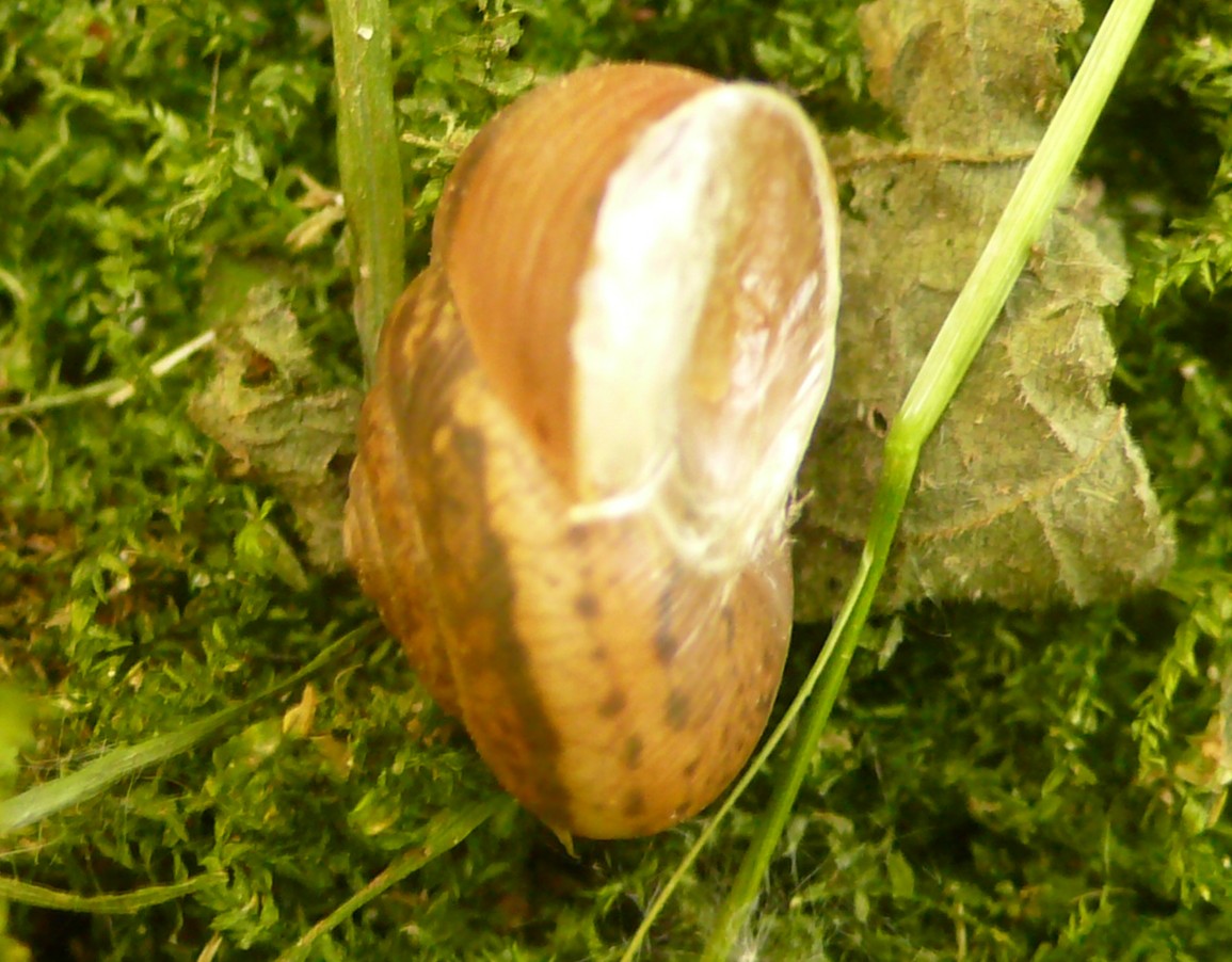 Euomphalia strigella