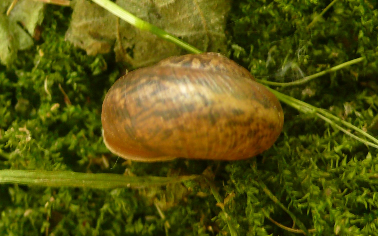 Euomphalia strigella