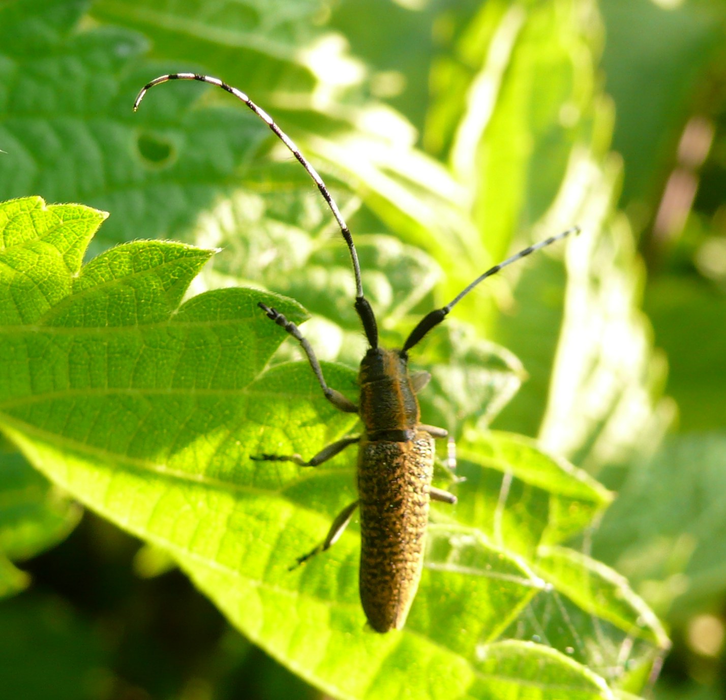 Saperda? Agapanthia (Epoptes) villosoviridescens