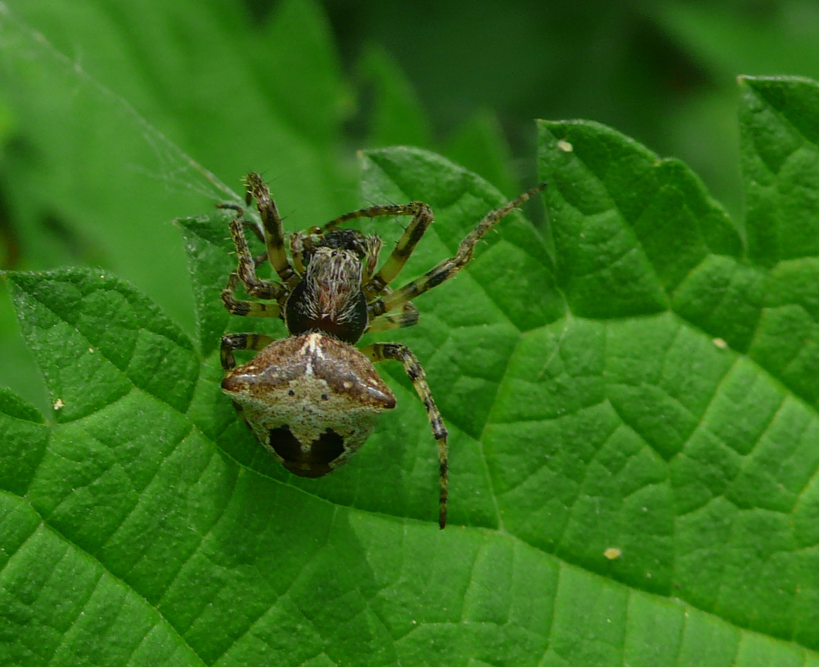 Gibbaranea bitubercolata