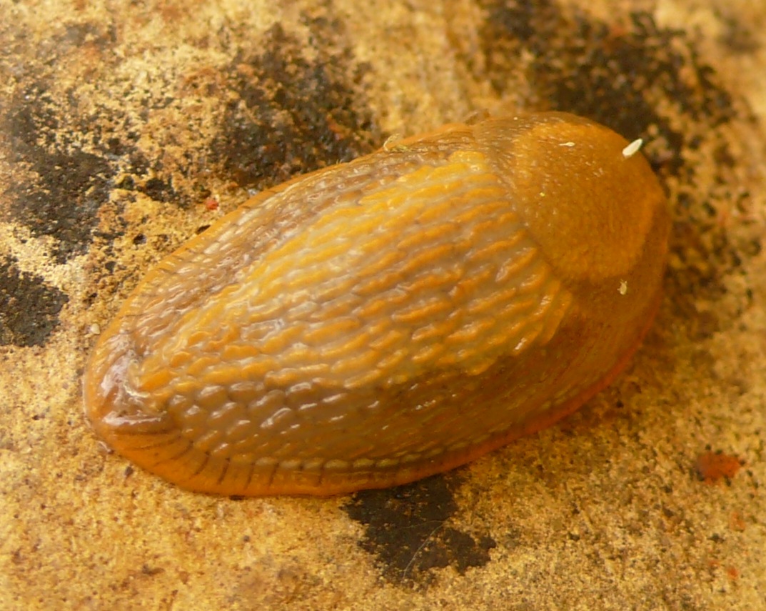 Arionini