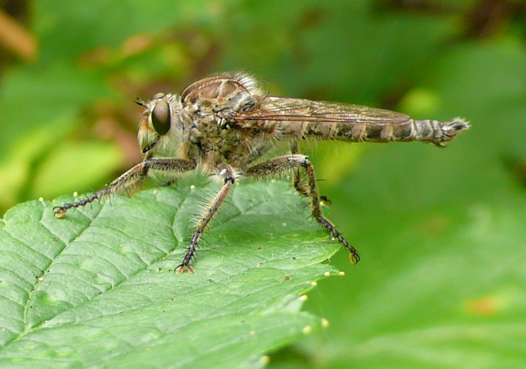 Predatori