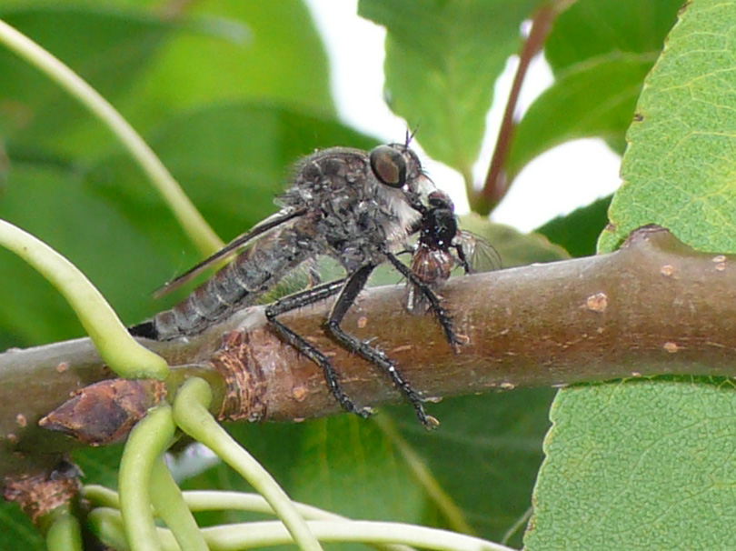 Predatori