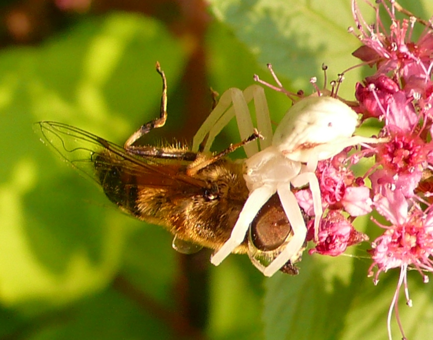 Misumena vatia