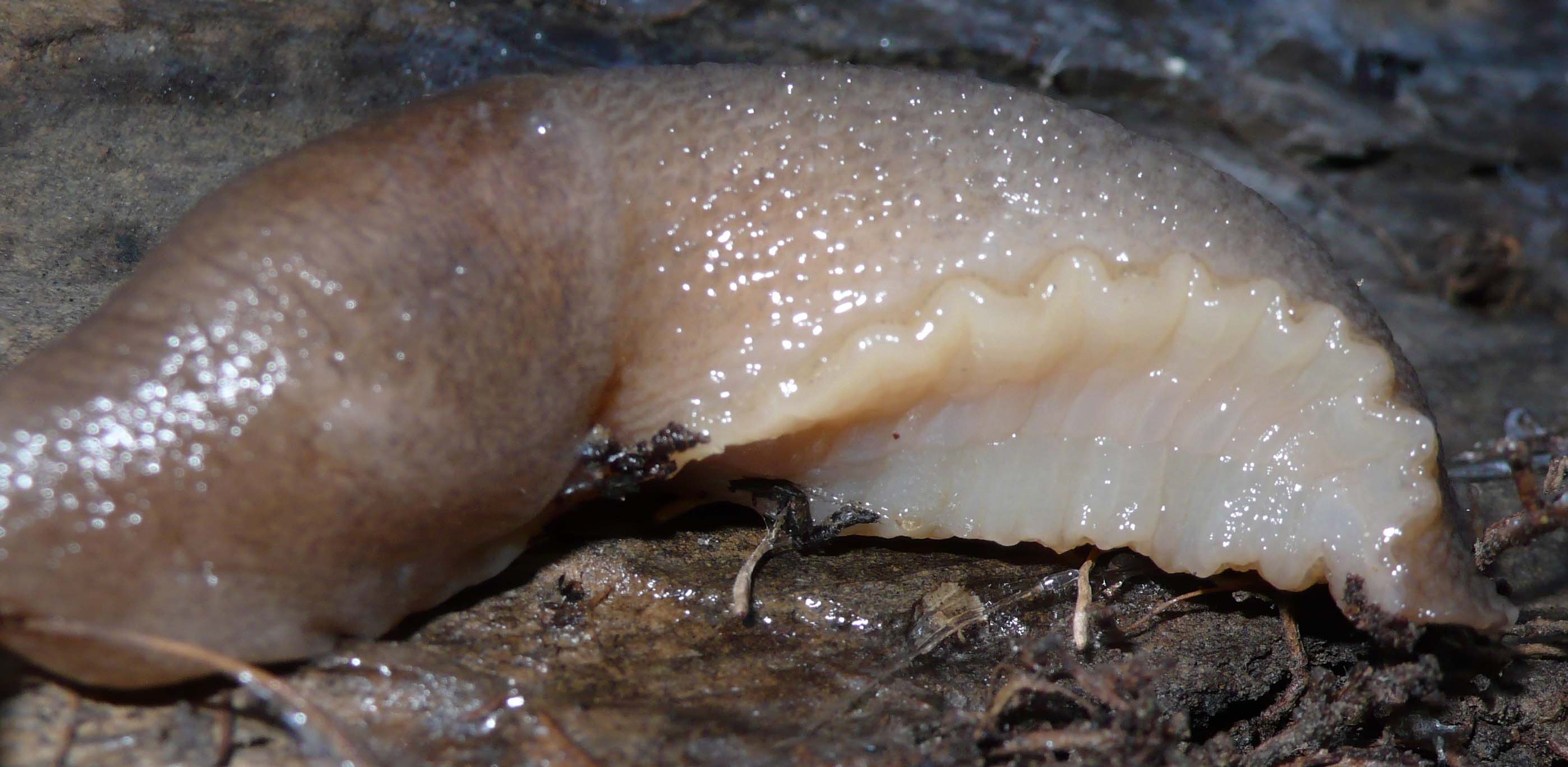 Limax dacampi (?) da Stagno Lombardo (CR).