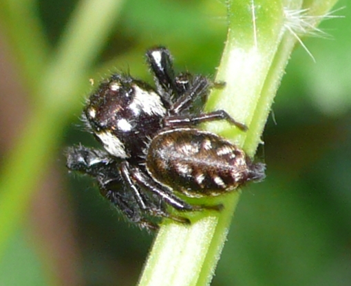 Macaroeris nidicolens, maschio